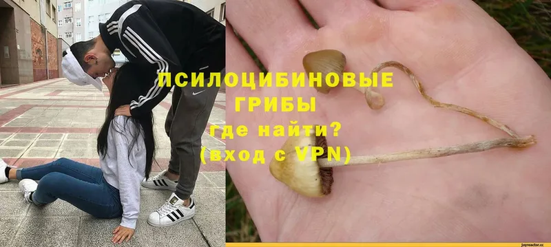 Галлюциногенные грибы MAGIC MUSHROOMS  Родники 